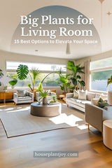 Add bold beauty and natural drama to your living room with large indoor plants.