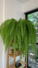 FERNS FOR CAFE DESIGN