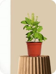 Rama Tulsi Plant, Holy Basil, Ocimum sanctum (Green) - Plant