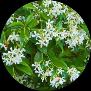 Parda valli baby plant in nursery pot