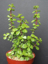zz plant