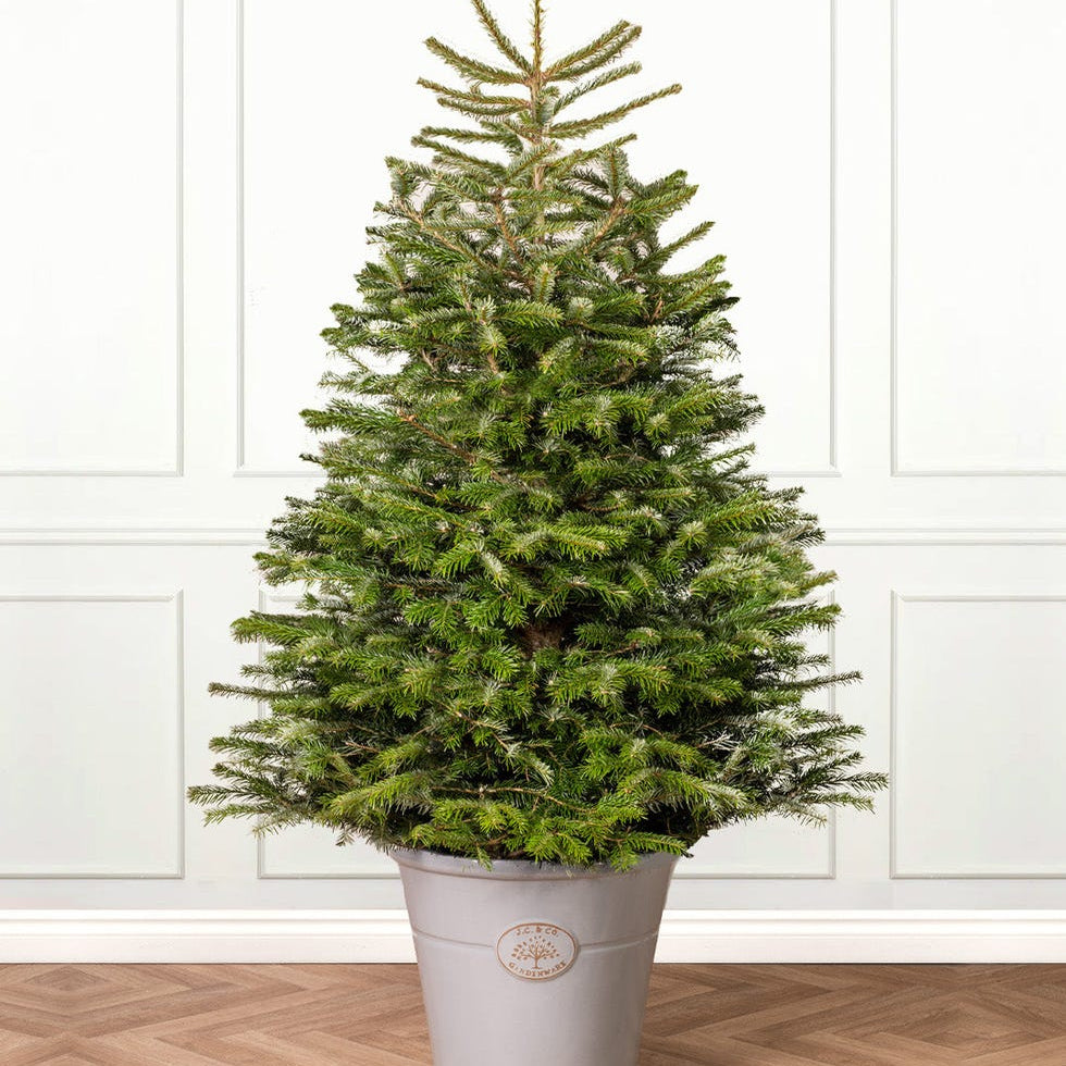 Christmas tree baby plant in nursery pot