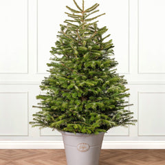 Christmas tree baby plant in nursery pot