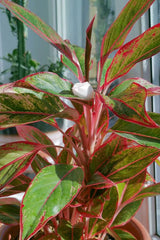 Aglaonema Snow White Plant ||Balcony Garden || Plant || Color ||