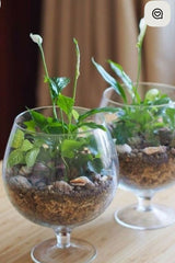 A Touch of Green at Every Meal