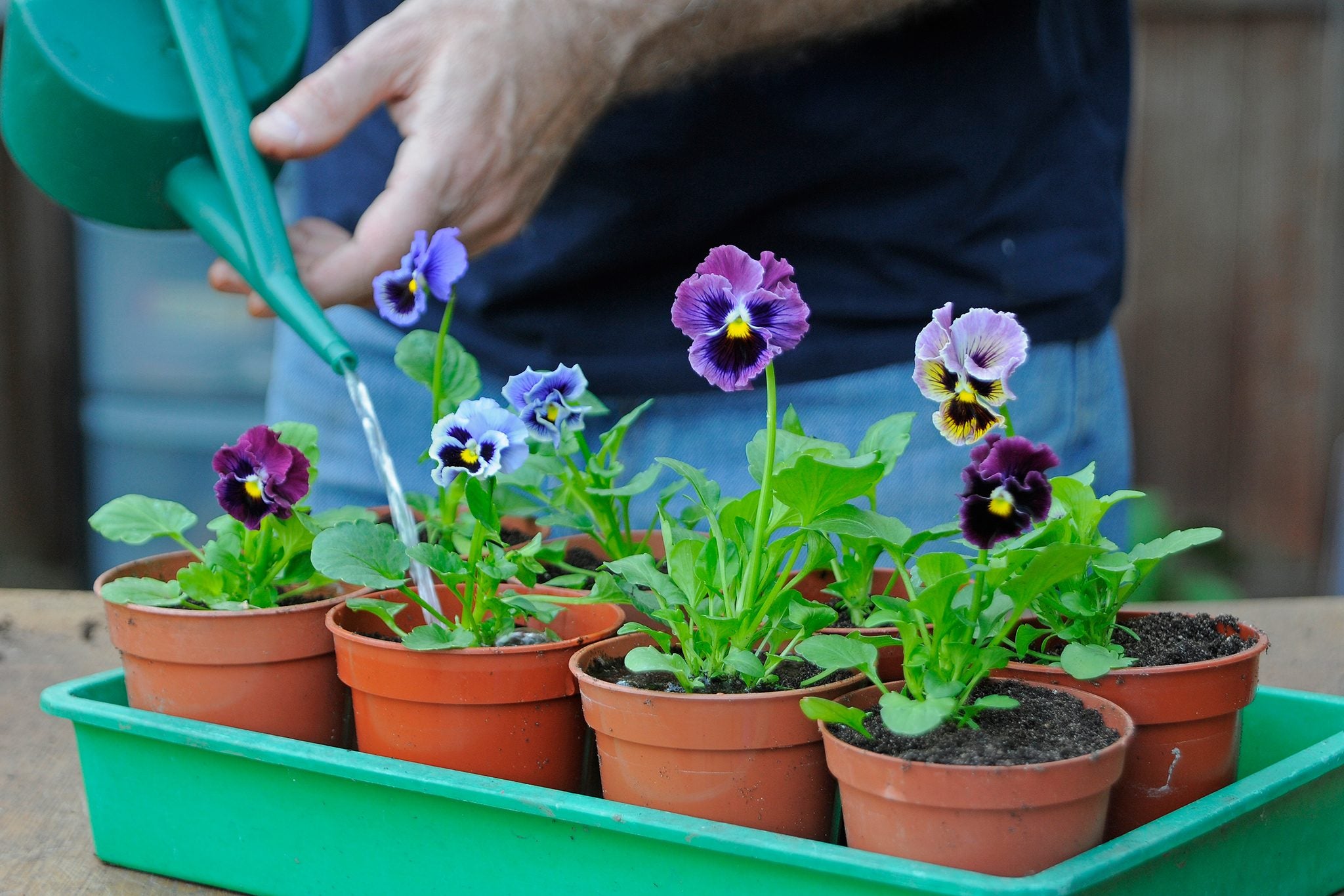 Pansy flower baby plant in nursery pot