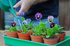 Pansy flower baby plant in nursery pot
