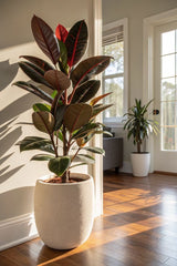 Rubber Plant (Ficus elastica) Category: Air-Purifying & Decorative Indoor Plant