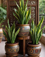 Snake Plant (Sansevieria trifasciata)Category: Air-Purifying & Low-Maintenance Indoor Plant
