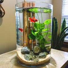 A fish tank with live plants is more than an aquarium