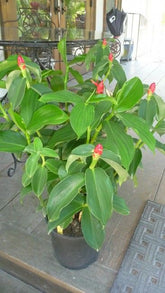 KHUS HASANTI FLAMMATORY AND ANTISEPTIC EFFECTS