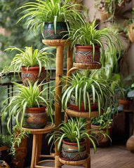 Spider Plant (Chlorophytum comosum) Category: Air-Purifying & Easy-Care Indoor Plant