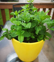 Mint – the burst of freshness your garden and body will love! With its cool, invigorating aroma and bright green leave