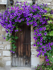 Creepers bring instant softness to any space with their flowing vines and lush leaves.