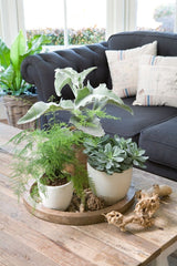 living Room Plants – adding life, style, and serenity to your space