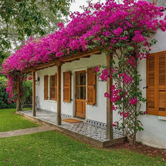 Flowers: Beautiful clusters of red, pink, and white flowers. They often change color as they age (from white → pink → deep red).