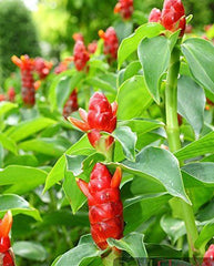 KHUS HASANTI FLAMMATORY AND ANTISEPTIC EFFECTS