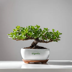 jadeplant bonzai
