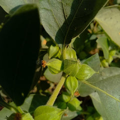 Ashwagandha (Withania somnifera) is a hardy Ayurvedic herb prized for its “adaptogenic”