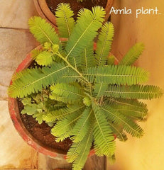 Bhoomi Amla – a hidden gem in nature's pharmacy! This small yet powerful herb is known for its liver-cleansing properties
