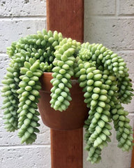 burro's tail cactus