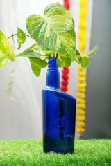 BOTTLE PLANT BLUE