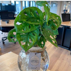 bottle plant,can grow roots in bottle,than can shift in mud pot