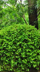 Sunlight: Prefers full sun for abundant flowering, but can tolerate partial shade.