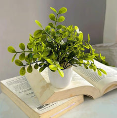 Delightful 1BHK (Classic) Plant Decor Pack