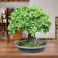 Bonzai Plant