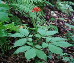 Siberian Ginseng baby plant in nursery pot