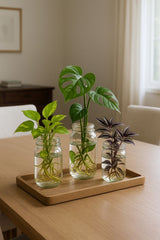 Bring freshness and charm to your dining space with the graceful presence of indoor plants