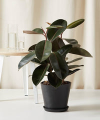 Home & Grrubber plant beautiful 3inch flower bed in pot kitchen office hotel reception table living room office