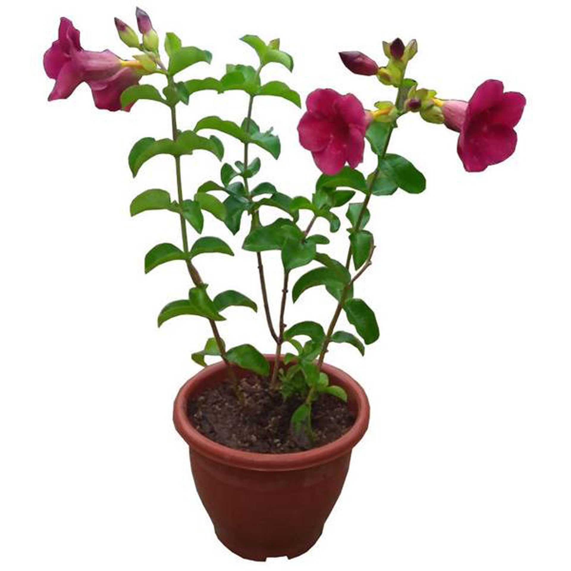 Alamanda baby plant in nursery pot