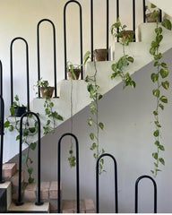 A Living Staircase: Beauty in Every Step