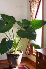 ELEPHANT EAR ALOCASIA,INDOOR PLANT