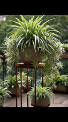 A single plant can transform a space with its quiet, graceful presence.