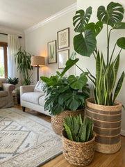 Infuse your living room with natural charm and elegance by adding beautiful indoor plants.