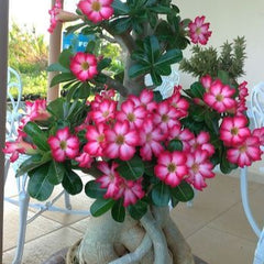 Adenium Plant | Desert Rose (Seedling) many colors beautiful