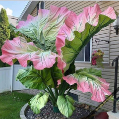 BIG PINK LEAVES LOOKS STUNNING