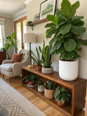 Bring life and elegance into your living room with the beauty of indoor plants.