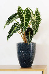 alocasia