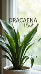 Dracaena Plant (Dracaena spp.)