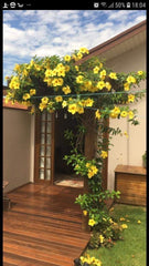 Flowers: Beautiful clusters of red, pink, and white flowers. They often change color as they age (from white → pink → deep red).