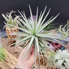 Tillandsia aeranthos baby plant in nursery pot