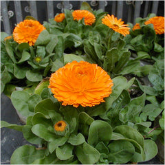 BASIL HAS POWER OF HEALING