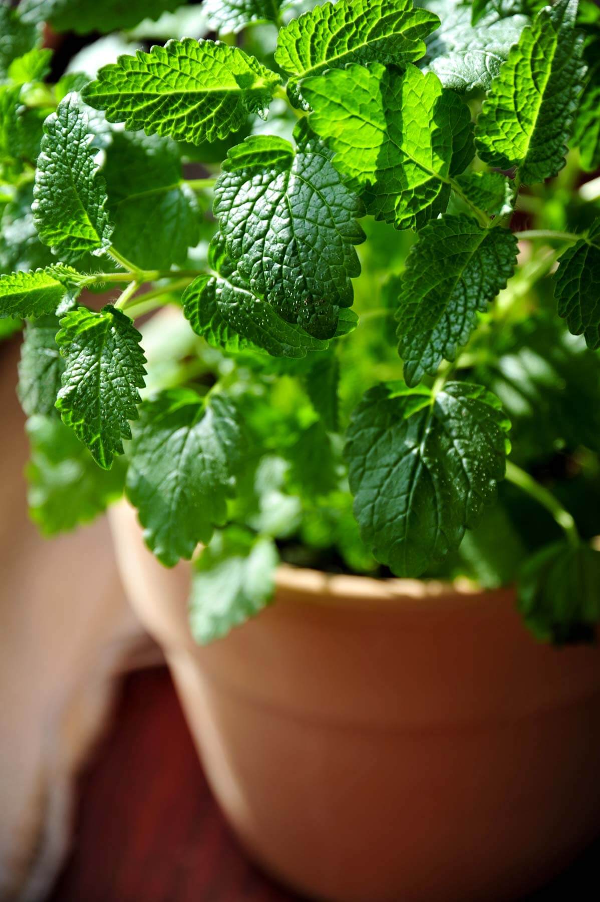 Lemon balm baby plant in nursery pot