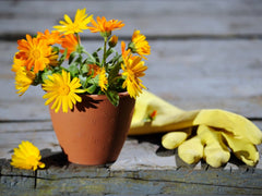Calendula baby plant in nursery pot