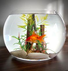 Classic Round Glass Fish Bowl with Aquatic Decor