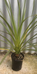 nolina recurvata eleplsnts foot plants